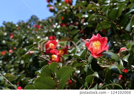 Camellia flowers bloom at Cape Ashizuri (Tosashimizu City, Kochi Prefecture) 124102008