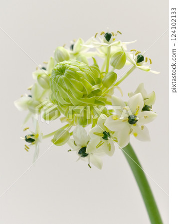 白色虎眼萬年青花 124102133