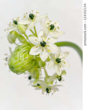 White ornithogalum flower 124102134
