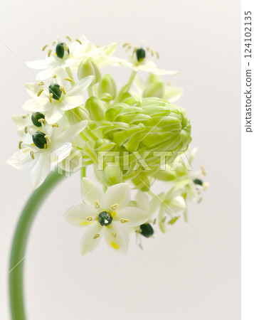 白色虎眼萬年青花 白色虎眼萬年青花 124102135