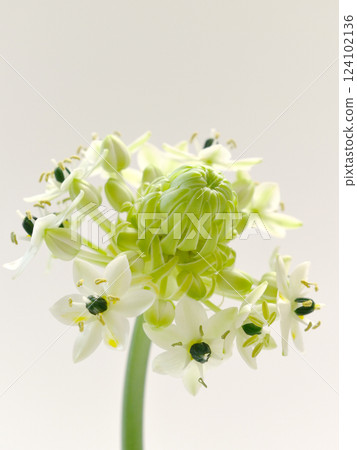 白色虎眼萬年青花 124102136