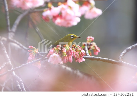 Ookanzakura cherry blossoms in full bloom and a Japanese white-eye sucking nectar Ookanzakura cherry blossoms in full bloom and a Japanese white-eye sucking nectar 124102281