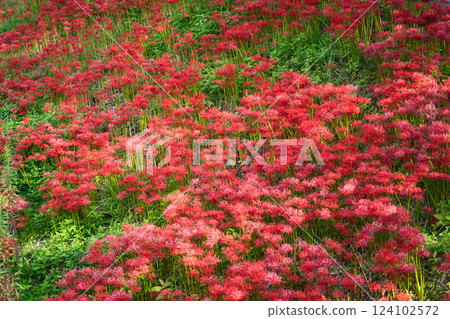 Fiery blooming spider lilies① Fiery blooming spider lilies① 124102572