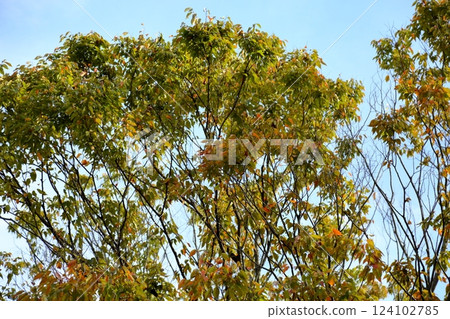 Autumn park 124102785