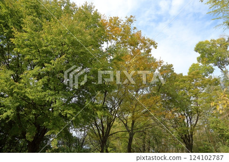 Autumn park Autumn park 124102787