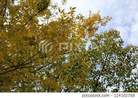 Autumn park 124102789