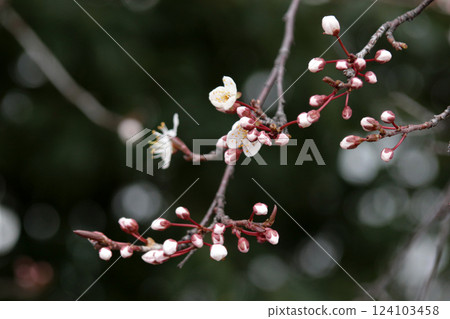 Scarlet plum flowers and buds Scarlet plum flowers and buds 124103458