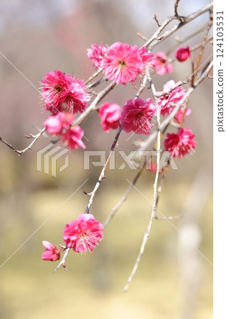 漂亮的梅花 漂亮的梅花 124103531