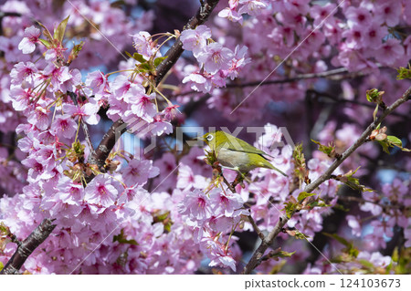Mejiro on Kawazu cherry tree 124103673
