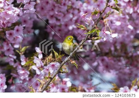 Mejiro on Kawazu cherry tree 124103675