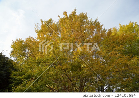 秋天的公園,黃葉,糖楓葉 秋天的公園,黃葉,糖楓葉 124103684