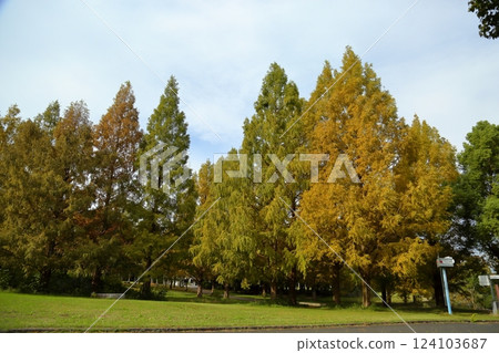 秋季公園:水杉樹變色 秋季公園:水杉樹變色 124103687