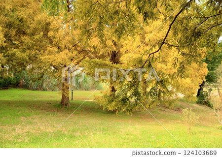 Autumn park: Metasequoia leaves and branches turn color Autumn park: Metasequoia leaves and branches turn color 124103689
