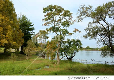 Autumn park: Chinese tallow tree leaves and branches turn color 124103690