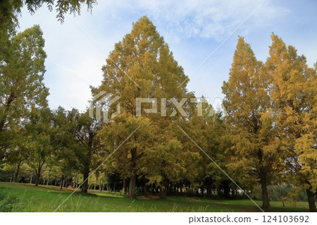 秋季公園:水杉樹變色 秋季公園:水杉樹變色 124103692