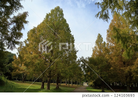 秋季公園:水杉樹變色 秋季公園:水杉樹變色 124103693