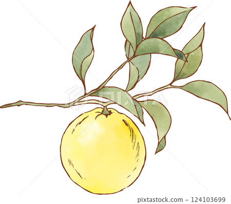 Illustration of citrus fruits growing on a branch 124103699