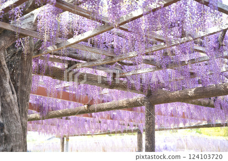 Purple flowers blooming on a wisteria trellis① 124103720