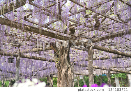 Purple flowers blooming on a wisteria trellis② 124103721