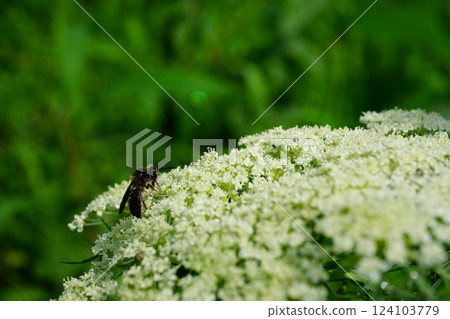 蔬菜花卉和蜜蜂 124103779