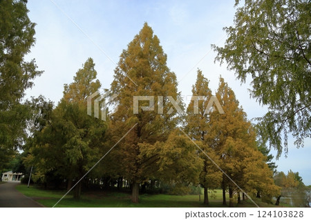 Autumn park: Metasequoia trees changing color 124103828
