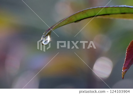 綠葉沐浴在清晨的陽光下，閃閃發光的水滴 124103904