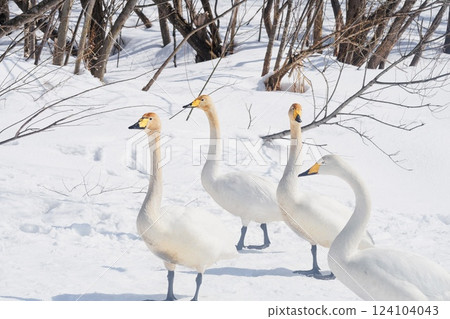 Swan visiting in spring in Hokkaido 124104043