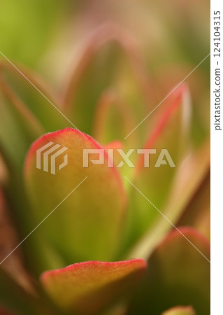 Fire Festival and Succulents 124104315