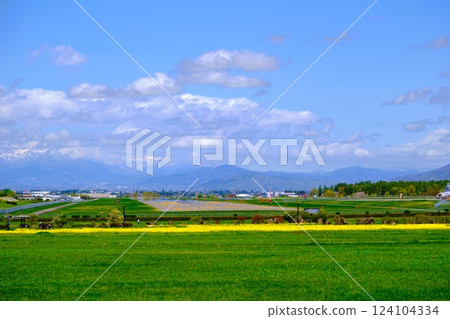 Vivid rape blossoms and green scenery in spring Vivid rape blossoms and green scenery in spring 124104334