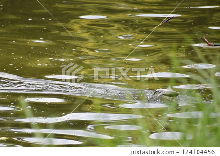 Herahuna fishing 124104456