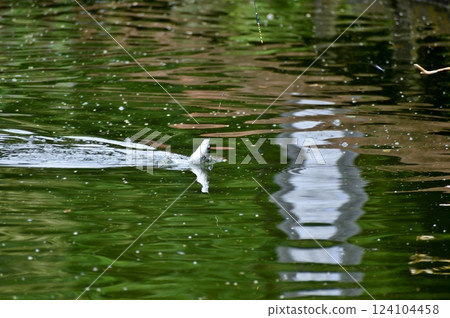 Herahuna釣魚 124104458