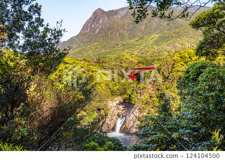 Fresh greenery - Mt. Mochomu and Toroki Falls, World Natural Heritage Sites, Yakushima 124104500