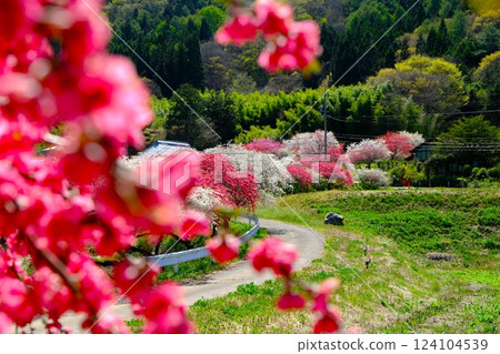 花桃之鄉風景 124104539