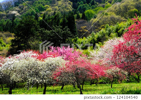 花桃之鄉風景 花桃之鄉風景 124104540