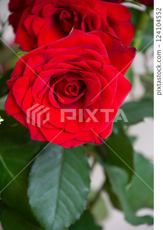 Red roses 124104552
