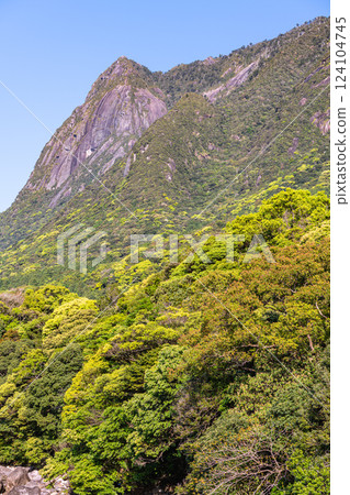 新綠的葉子，世界自然遺產，Mochomu山，屋久島（春天） 124104745