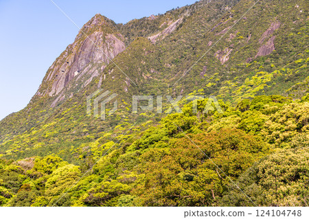 Fresh green leaves, World Natural Heritage site, Mt. Mochomu, Yakushima (Spring) 124104748