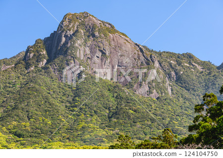 新鮮的綠葉，世界自然遺產Mochomu山，屋久島 124104750