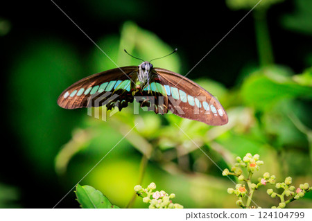 A beautiful butterfly with an attractive pastel-colored band that shines in turquoise. A beautiful butterfly with an attractive pastel-colored band that shines in turquoise. 124104799