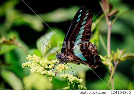 A beautiful butterfly with an attractive pastel-colored band that shines in turquoise. A beautiful butterfly with an attractive pastel-colored band that shines in turquoise. 124104800