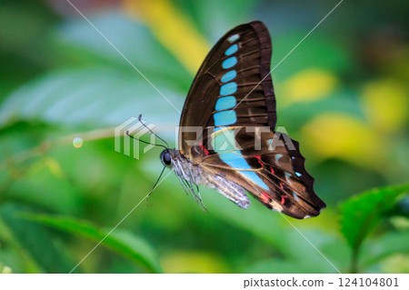 A beautiful butterfly with an attractive pastel-colored band that shines in turquoise. 124104801