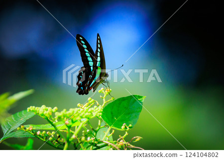 A beautiful butterfly with an attractive pastel-colored band that shines in turquoise. 124104802
