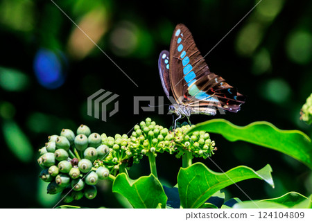 A beautiful butterfly with an attractive pastel-colored band that shines in turquoise. 124104809