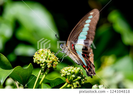 A beautiful butterfly with an attractive pastel-colored band that shines in turquoise. A beautiful butterfly with an attractive pastel-colored band that shines in turquoise. 124104818