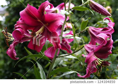 Casablanca big lily Casablanca big lily 124104850