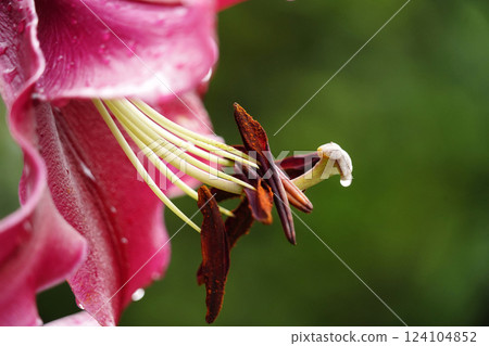 卡薩布蘭卡大百合 124104852