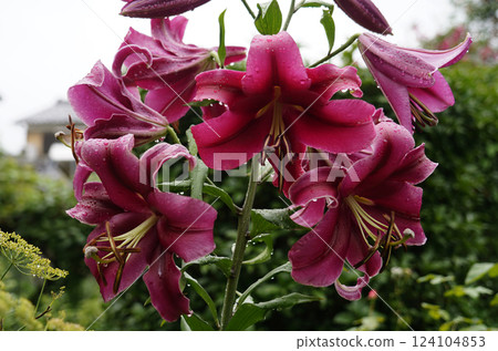 Casablanca big lily 124104853