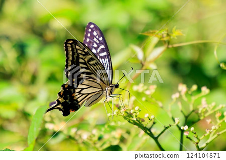 A familiar swallowtail butterfly that can be seen in a variety of places, from cities to mountain areas A familiar swallowtail butterfly that can be seen in a variety of places, from cities to mountain areas 124104871