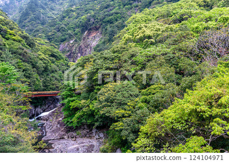 屋久島世界自然遺產：關川谷的鬱鬱蔥蔥綠意 124104971