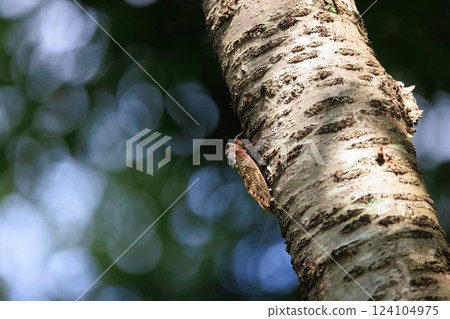 A brown cicada that is reminiscent of the summer sun and heat A brown cicada that is reminiscent of the summer sun and heat 124104975